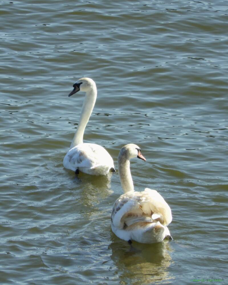 come on Dear, swim faster!