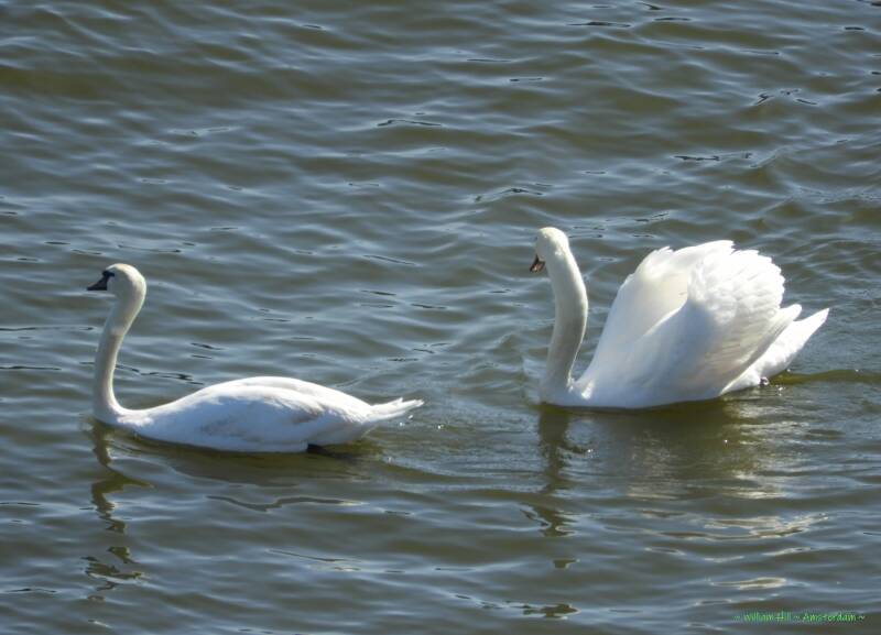 &#039;Surely Dear, but he is much bigger than you are&#039;