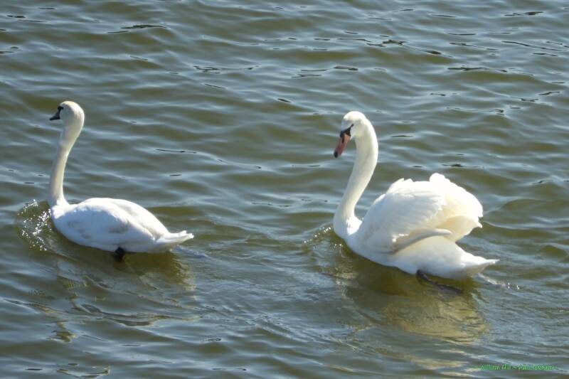 &#039;first you need to get stronger and bigger so for now, lower your wings dear&#039;