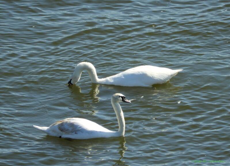 &#039;Bloblubulub-b-b&#039; -  &#039;yes Dear, exactly what you say..&#039;