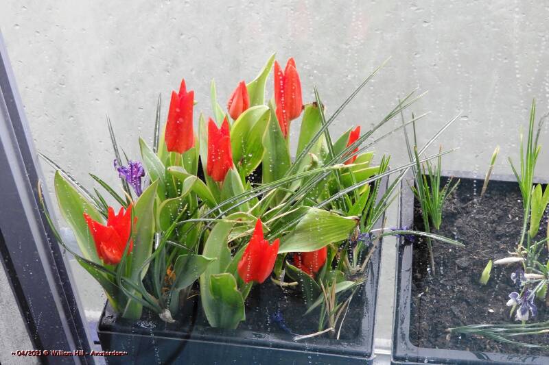 the tulips enjoy this weather