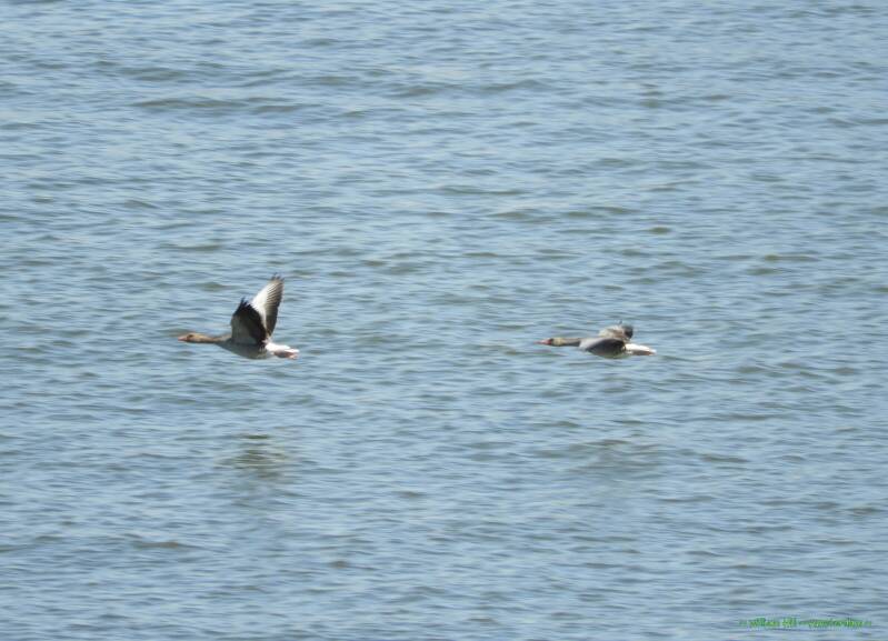 &#039;Hurry-up! If we are quick we see where he is going to..&#039;