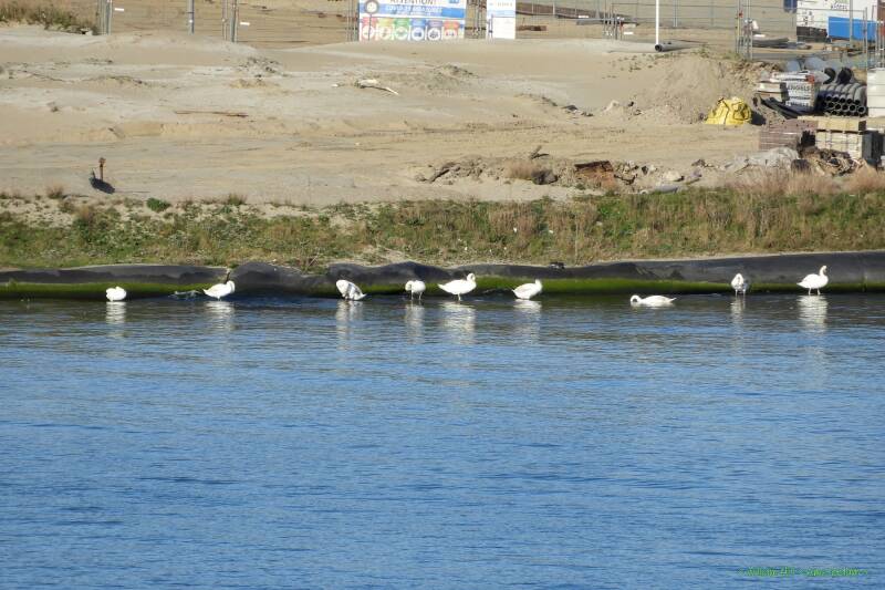 the other swans resting at the other side, untill they are chasen away again