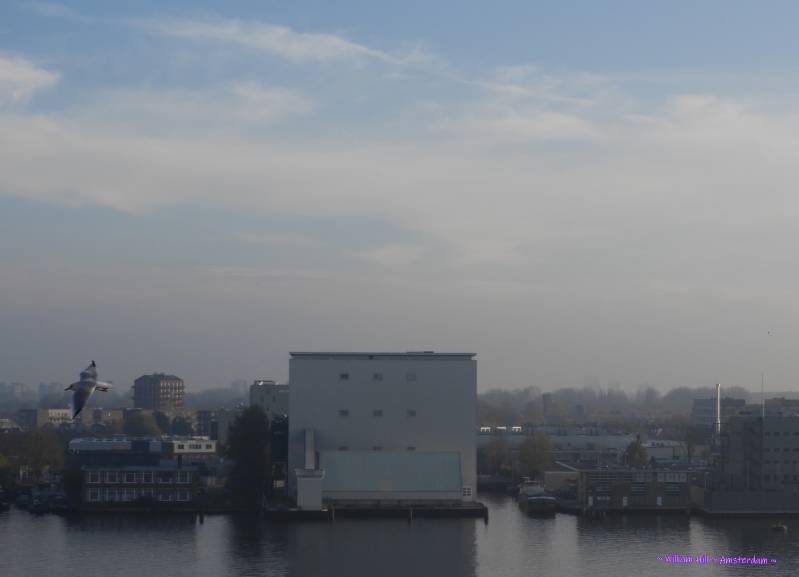 mist - gull - omya - mist