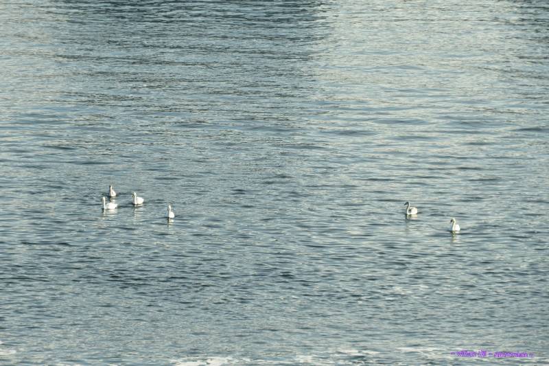 (24)  -  The swan family