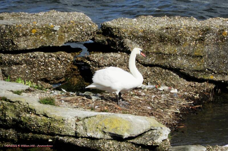 Swan in the nest with new plastic bottles