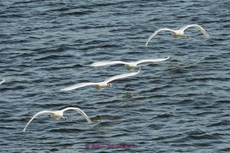 (17/12/21) swans arriving 