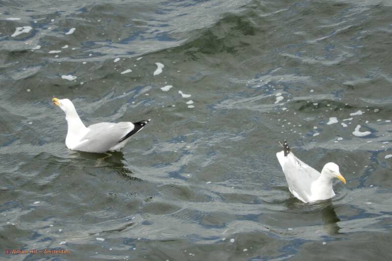 olala an argue among the lovers