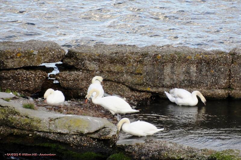 the swans re-decorating the nest , some brought the bottles haha (so they are like the coots, collecting everything for the nest)