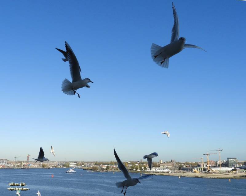 gulls fly up for a neighbor that is giving some food