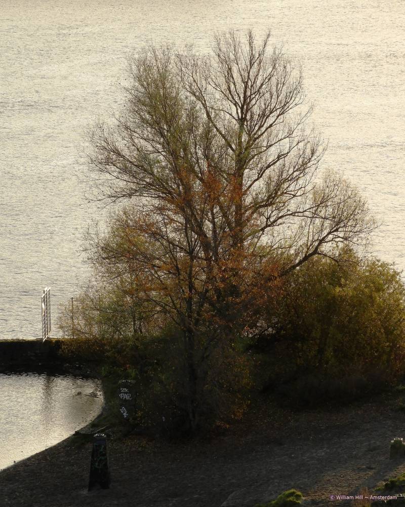 trees getting skinny