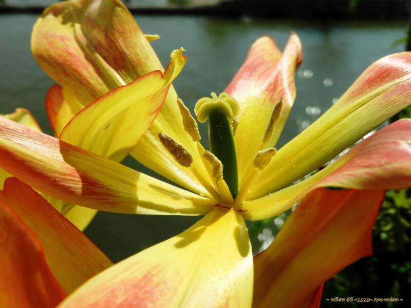 Tulipa Royal Georgette