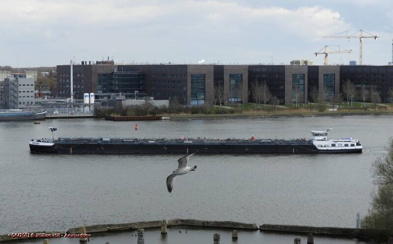 A gull and tanker ROSSINI
