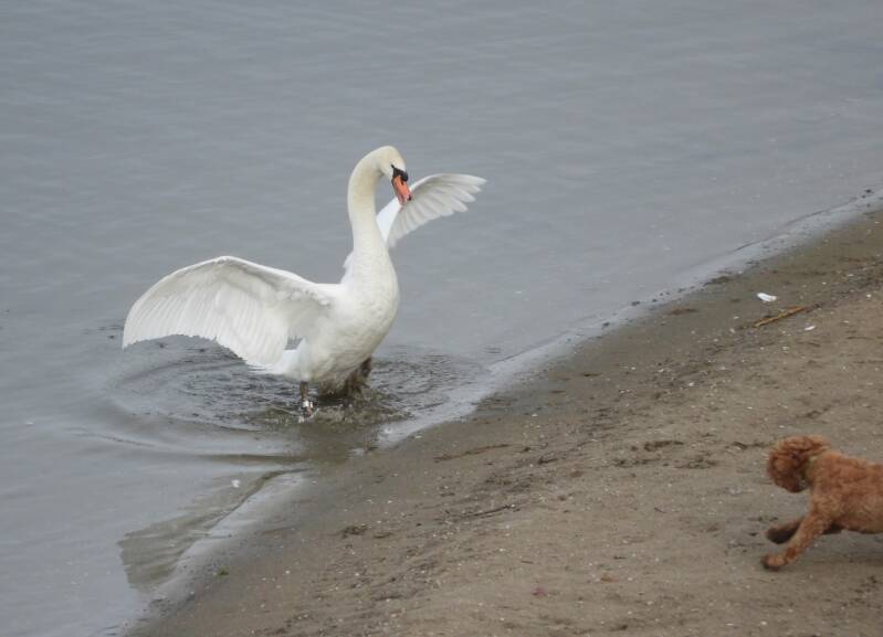 In 2019, The swan have their nest in the wet part of the old pier so ..He is on patrol