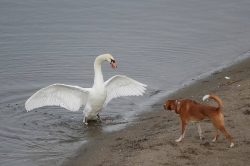 MUHAHAHAA WE HAVE DOG FOR DINER