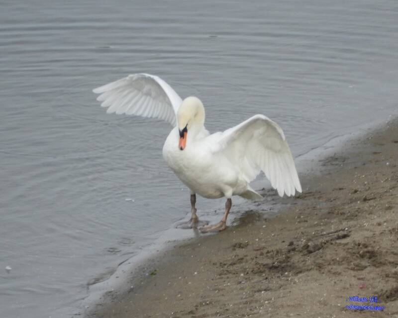 Rearrange the feathers