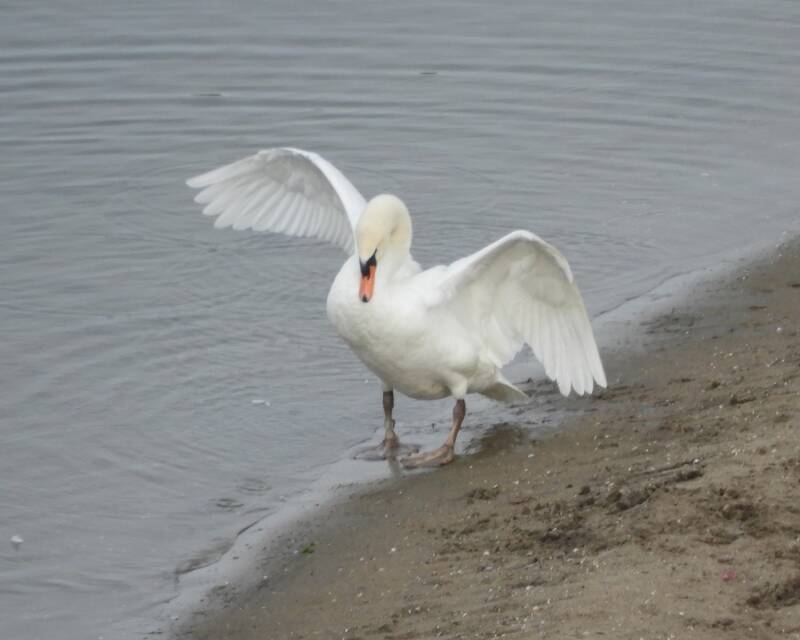 re-arranging the feathers