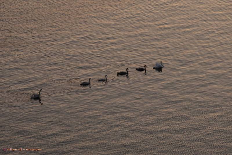 The Swans coming back to Stenenhoofd