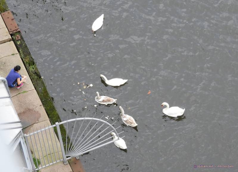 a neighbor feeding the Swan Family