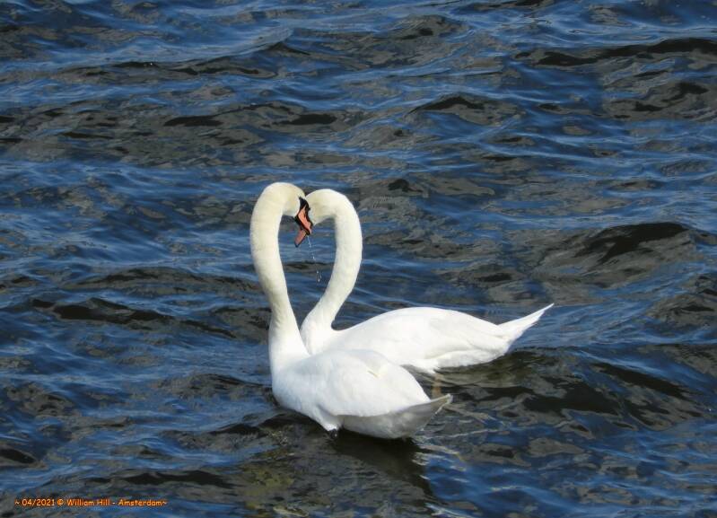 ♫ ..Could this be Love.. ♪