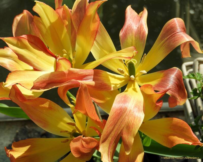 Tulipa Royal Georgette