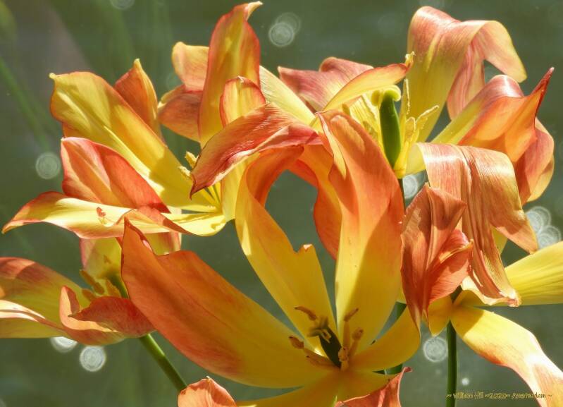 Tulipa Royal Georgette