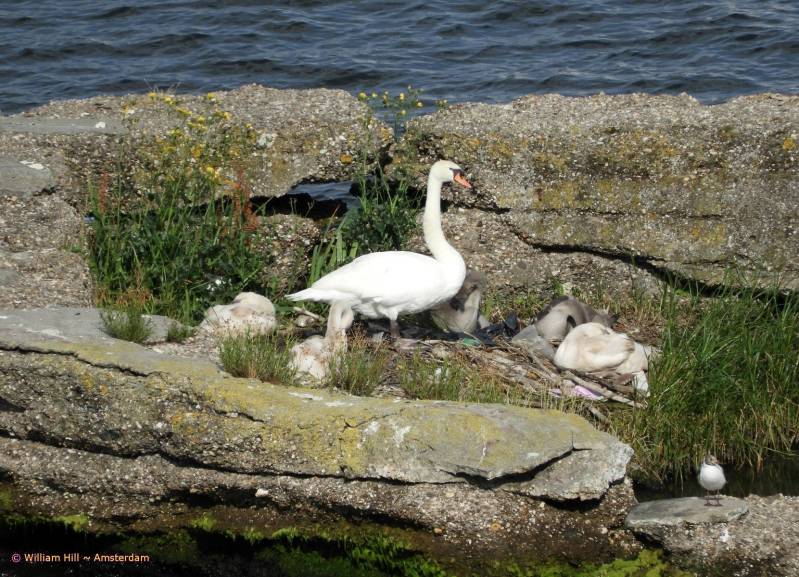 Who&#039;s making that noise?