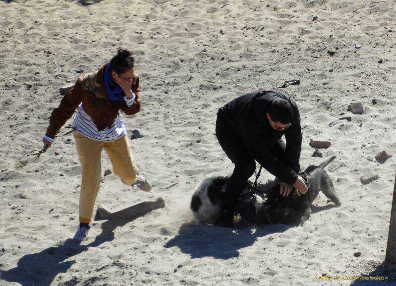 Dogfight, She screams, he tries to involve