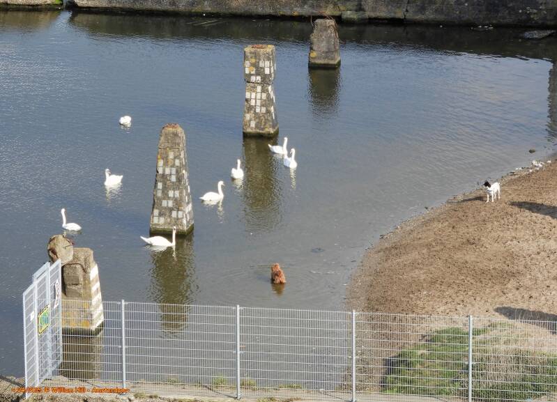 playing with the dogs