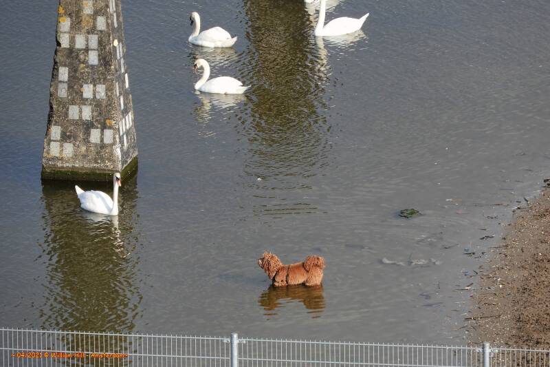 they like it so much