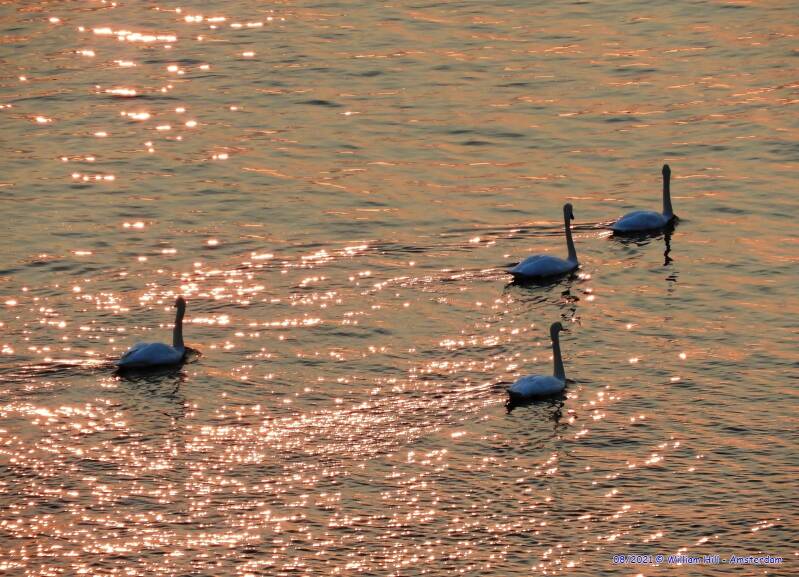 swans in the shiny red water