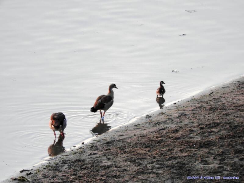 the Geese, like the swans, only one new kid this year?