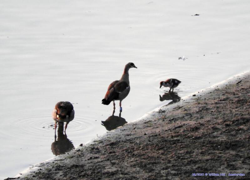 they have bird birth-controll..?