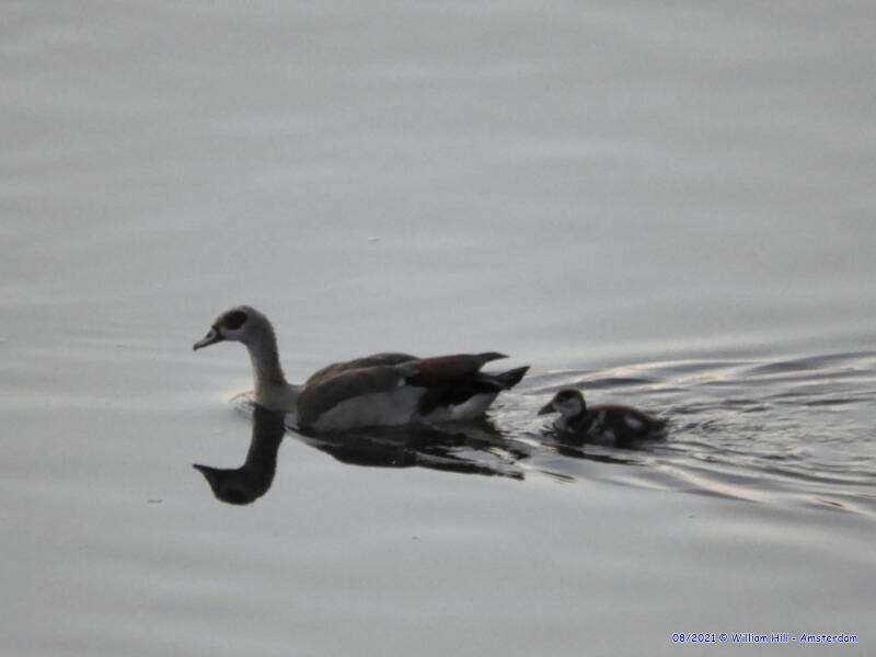 And now in a hurry back home, dad is making breakfast