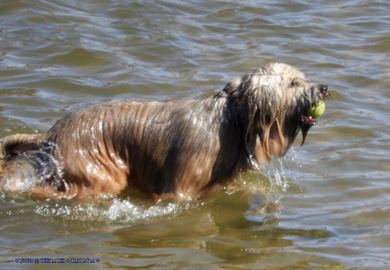 BAAA ..., IJ-monster?