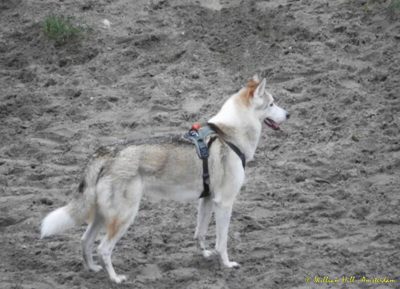 pretty well camouflaged