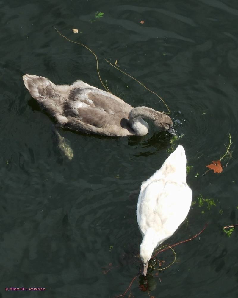 first time they get an apple from me