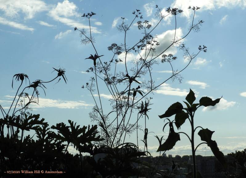 15/07-08:57, Just A Beautiful Morning (29) 