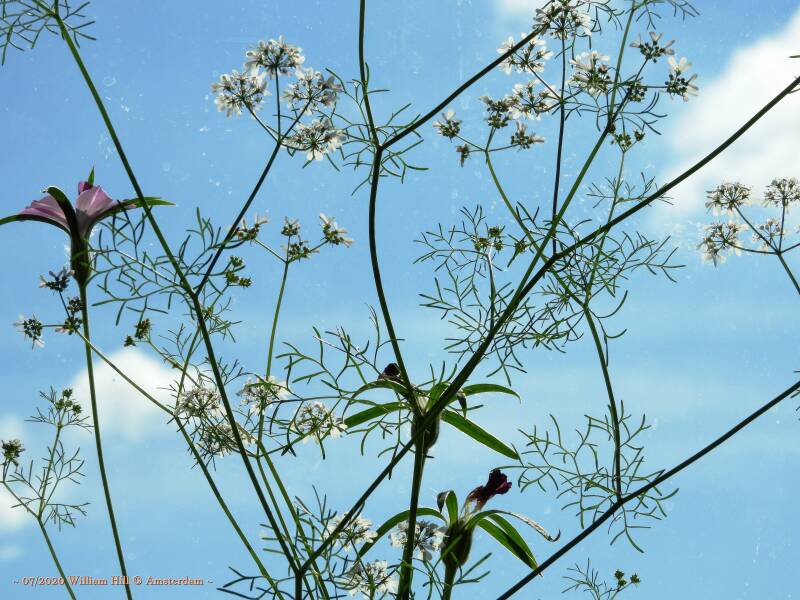 at 10:05, the last of A Beautiful Morning (31) 