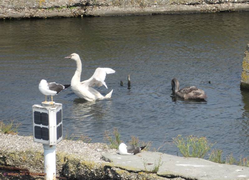 aaaah cooling the armpits