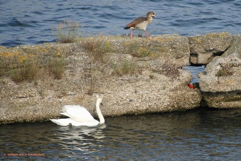 no, this is not follow the leader