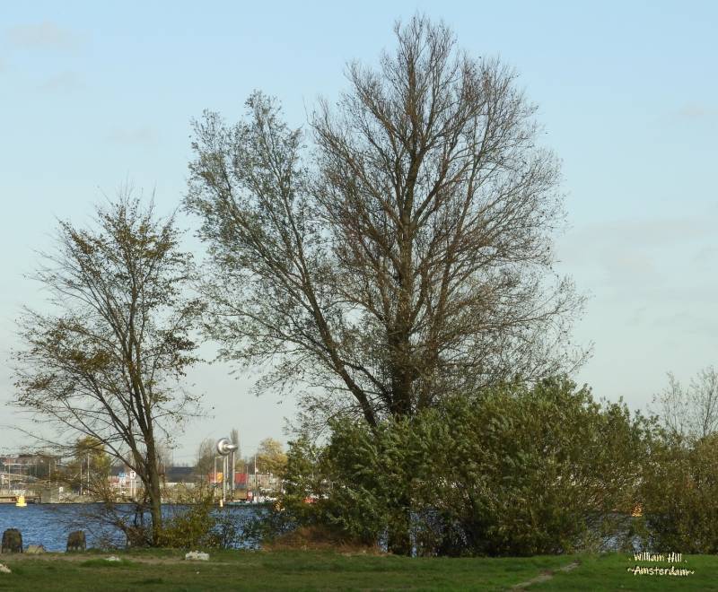 the tree's at Stenenhoofd