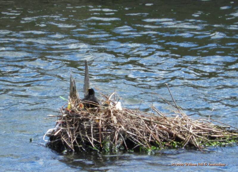 hard to see but on both sides of the coot you see an orange/reddish head