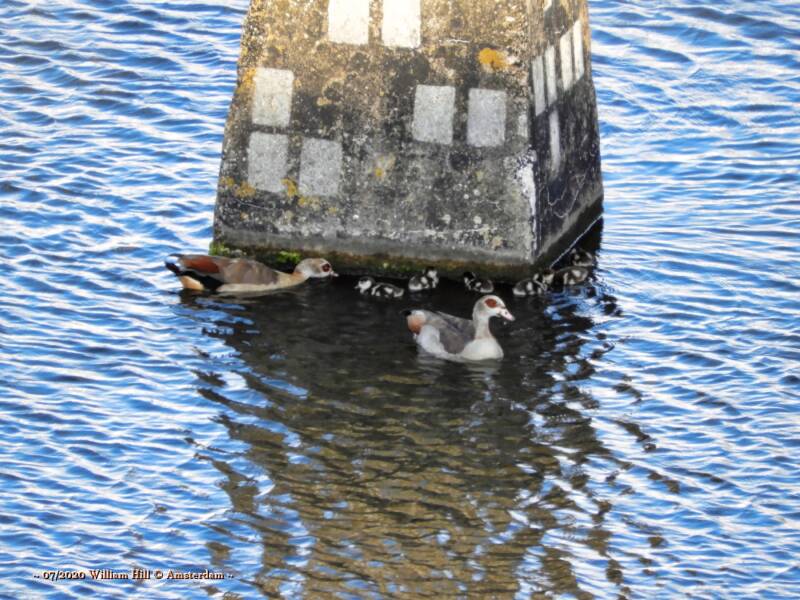 Egyptian Geese the new family