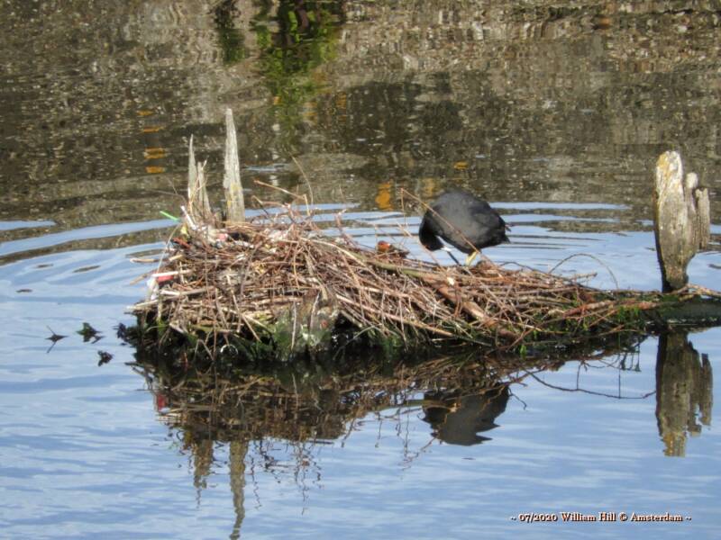 22/07, young ones,  cootnest