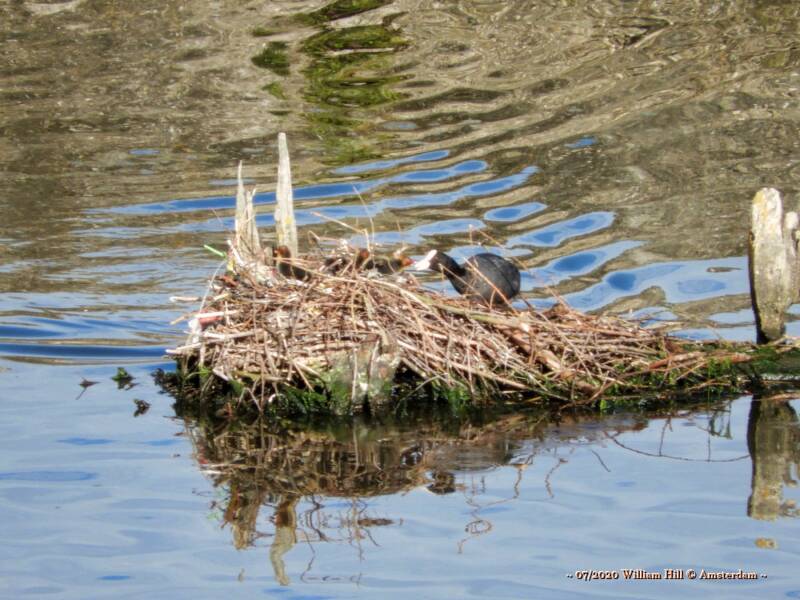 young ones, cootnest