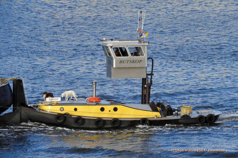 with dogs trying to get the attention of the skipper