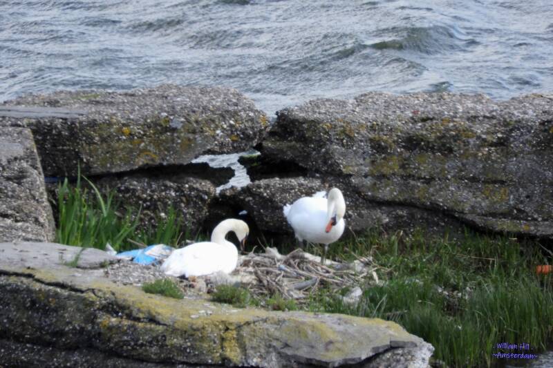 the (sad) swan nest