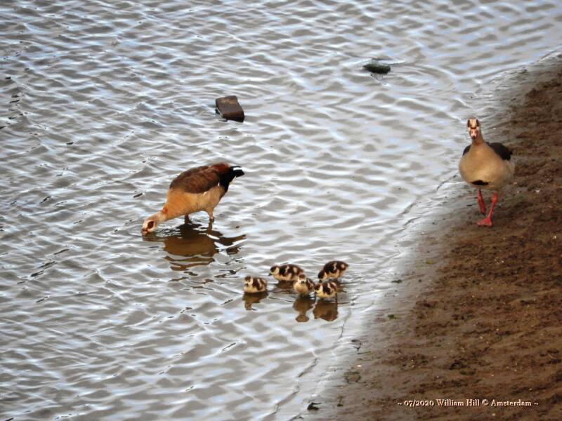 young ones, the Egyptian Geese