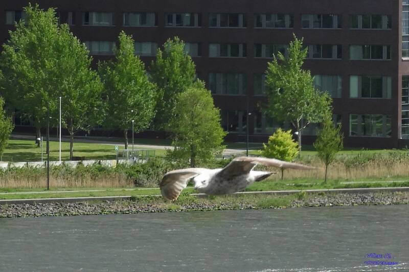 nice gull